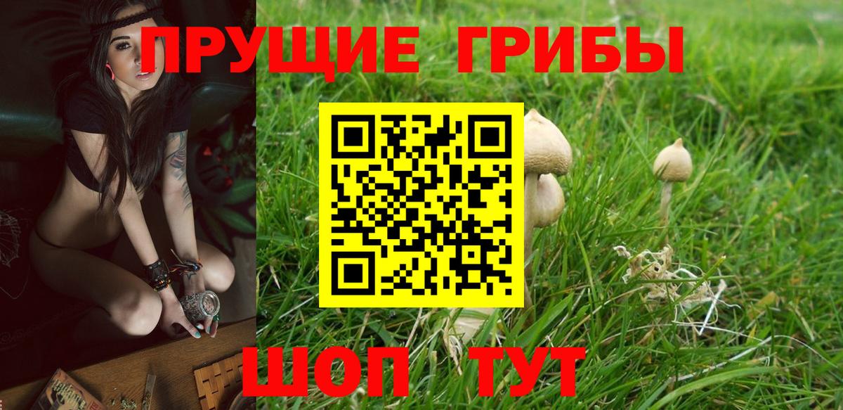Псилоцибиновые грибы мицелий Отрадное